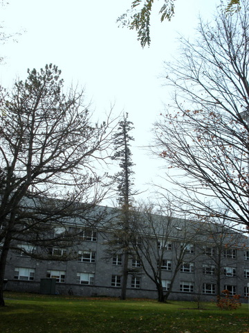 Declining Blue Spruce at Stewart Hall