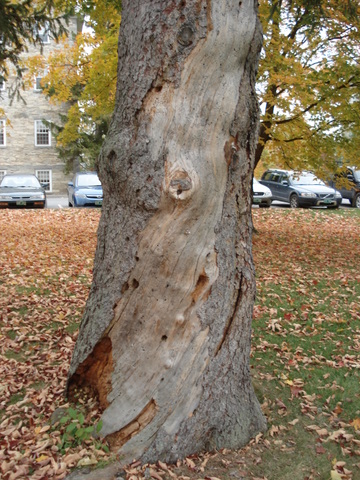 Wound on tree number 2