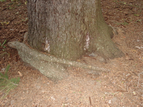 Tree 6-Girdling Roots