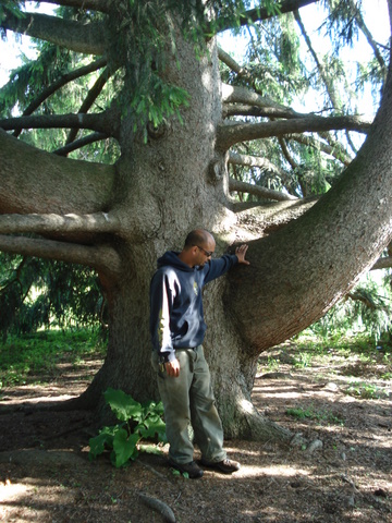 Large Norway Spruce-Tree 8