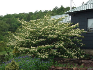 Pagoda+dogwood+berries