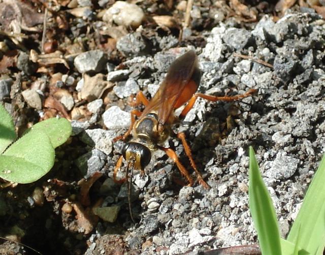 The Middlebury Landscape Great Golden Digger Wasp 