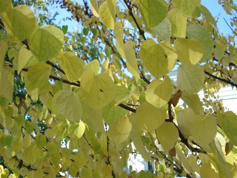 Katsura Leaves