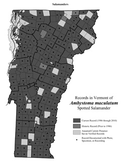 Distribution of Ambystoma maculatum in Vermont