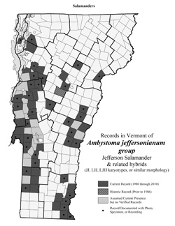 Distribution of Ambystoma jeffersonianum in Vermont