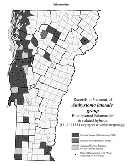 Distribution of Ambystoma laterale in Vermont