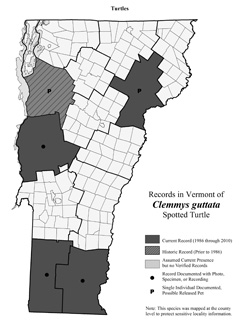 Distribution of C. guttatta in Vermont