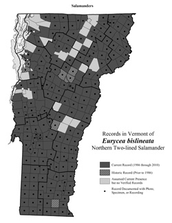 Distribution of Eurycea bislineata in Vermont