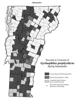 Distribution of Gyrinophilus porphyriticus in Vermont