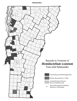 Distribution of Hemidactylium scutatum in Vermont