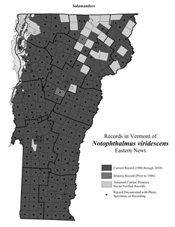 Distribution of Notophthalmus viridescens in Vermont