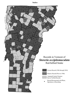 Distribution of S. occipitomaculata in Vermont