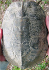 carapace example