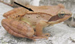 dorsalateral ridges on wood frog (Lithobates sylvaticus)