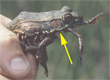 Tympanum of female green frog