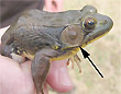 Tympanum of male green frog