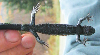 Ambystoma laterale: ventral view