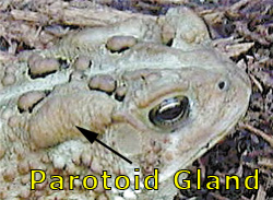 Anaxyrus americanus paratoid gland