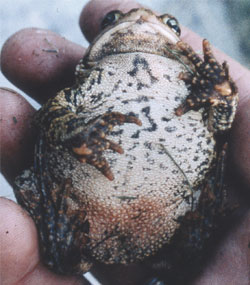 Anaxyrus americanus belly