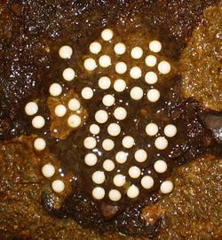Eurycea bislineata  egg mass
