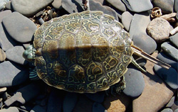 Map Turtle (juvenile)