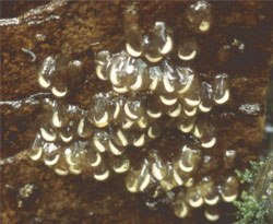 Gyrinophilus porphyriticus egg mass