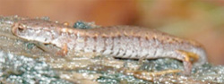 Hemidactylium scutatum
