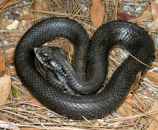 Description = Eastern Hognose Snake, ''Heterodon platirhinos'', dark phase. Location: Holly Shelter Gamelands, Pender County, North Carolina, United States | Source = Photograph taken by Patrick Coin | Date = 2006-04-23 |Author = Patrick Coin | Licensing: cc-by-sa-2.5 | Obtained from Wikimedia: http://en.wikipedia.org/wiki/File:Heterodon_platirhinosPCCA20060423-3588B.jpg