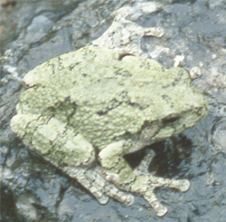 Hyla versicolor, green