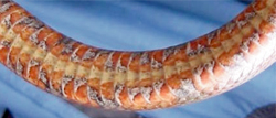 Nerodia sipedon: patterned belly