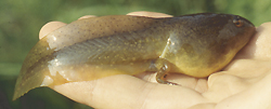 Lithobates catesbeianus tadpole