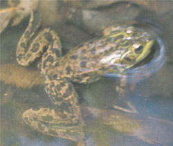 Lithobates septentionanalis in water (dorsal)