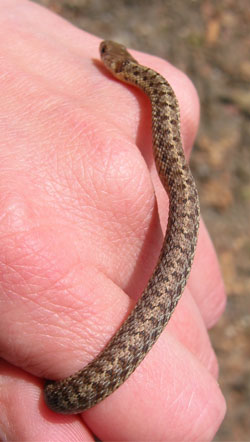 Thamnophis sirtalis, brown color variation