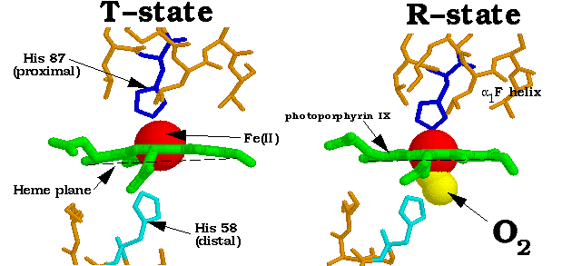 oxygen heme bound to hemoglobin